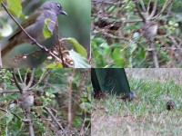Black-browed Greenbul (Arizelocichla fusciceps) Singing Cisticola (Cisticola cantans) Yellow-bellied Waxbill (Coccopygia quartinia)