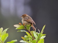 Wailing Cisticola (Cisticola lais)