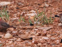 Red-billed Firefinch (Lagonosticta senegala)