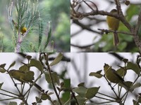 Cuckoo-finch (Anomalospiza imberbis) African Yellow Warbler (Iduna natalensis)
