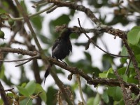 Bronzy Sunbird (Nectarinia kilimensis)