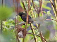 Bronzy Sunbird (Nectarinia kilimensis)