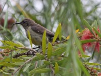 Sunbird sp.