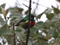 Forest Double-collared Sunbird (Cinnyris fuelleborni)