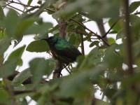Forest Double-collared Sunbird (Cinnyris fuelleborni)