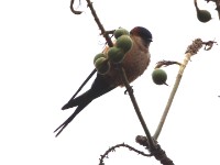 Red-rumped Swallow (Cecropis daurica)