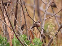 Common Waxbill (Estrilda astrild)