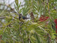 Variable Sunbird (Cinnyris venustus)