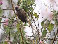 Speckled Mousebird (Colius striatus)