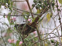 Speckled Mousebird (Colius striatus)