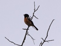 African Stonechat (Saxicola torquatus)
