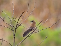 Fan-tailed Grassbird (Schoenicola brevirostris)
