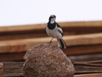 African Pied Wagtail (Motacilla aguimp)