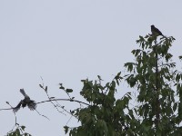 Pale Flycatcher (Melaenornis pallidus)