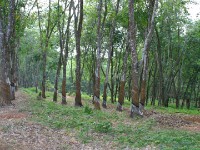 Rubber plantation