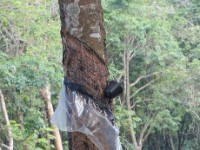 Rubber plantation