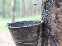 Rubber plantation