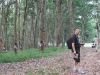 Rubber plantation