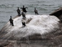 White-breasted Cormorant (Phalacrocorax lucidus)
