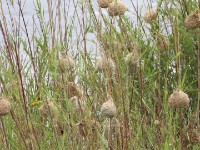 Lesser Masked Weaver (Ploceus intermedius)