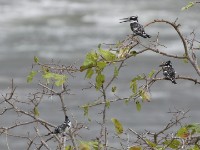 Pied Kingfisher (Ceryle rudis)