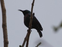 Purple-banded Sunbird (Cinnyris bifasciatus)