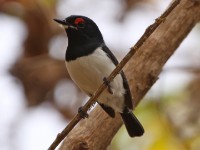 Black-throated Wattle-eye (Platysteira peltata)