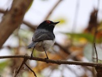 Black-throated Wattle-eye (Platysteira peltata)