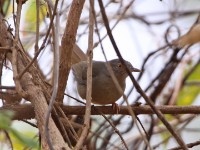 Grey-olive Greenbul (Phyllastrephus cerviniventris)