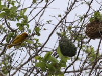 Eastern Golden Weaver (Ploceus subaureus)