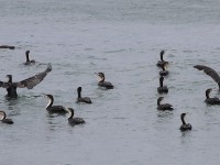 White-breasted Cormorant (Phalacrocorax lucidus)