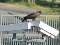 Yellow-billed Kite (Milvus aegyptius)