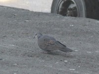 Dusky Turtle Dove (Streptopelia lugens)
