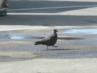 White-collared Pigeon (Columba albitorques)