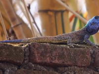 Black-necked Agama (Acanthocercus atricollis)