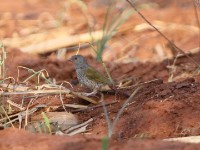 Green-winged Pytilia (Pytilia melba)