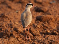 Crowned Lapwing (Vanellus coronatus)