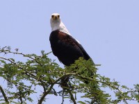African Fish Eagle (Haliaeetus vocifer)