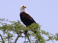 African Fish Eagle (Haliaeetus vocifer)