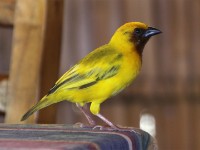 Southern Brown-throated Weaver (Ploceus xanthopterus)