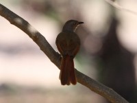 Collared Palm Thrush (Cichladusa arquata)