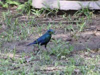 Greater Blue-eared Starling (Lamprotornis chalybaeus)
