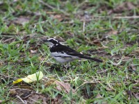 African Pied Wagtail (Motacilla aguimp)