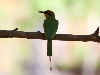 Böhm's Bee-eater (Merops boehmi) Boehms