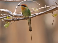 Böhm's Bee-eater (Merops boehmi) Boehms