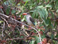 Brown-hooded Kingfisher (Halcyon albiventris)