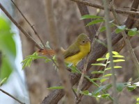 Livingstone's Flycatcher (Erythrocercus livingstonei)