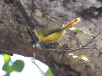 Livingstone's Flycatcher (Erythrocercus livingstonei)