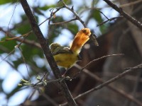 Livingstone's Flycatcher (Erythrocercus livingstonei)