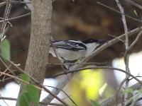 Black-backed Puffback (Dryoscopus cubla)